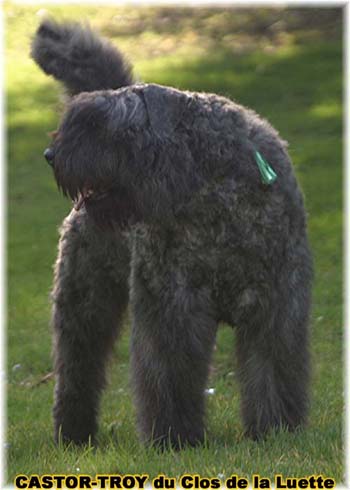 bouvier des flandres du clos de la luette - copyright d&eacute;pos&eacute;
